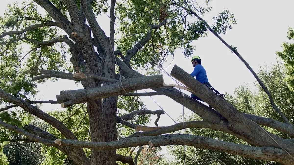 Professional Hazardous Tree Removal performed by certified arborists in Danville