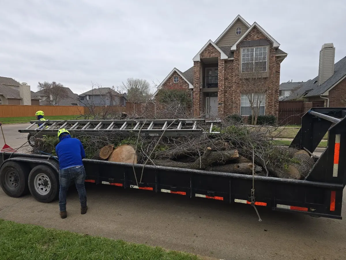 Expert Tree Pest Control with proper safety equipment in Danville